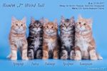 Шикарные котята-куцехвостики из питомника (5 фотографий)