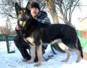Восточноевропейская овчарка щенки (2 фотографии)