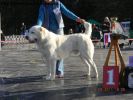 Алабай (среднеазиатская овчарка) щенки от гранд чемпионов. (2 фотографии)